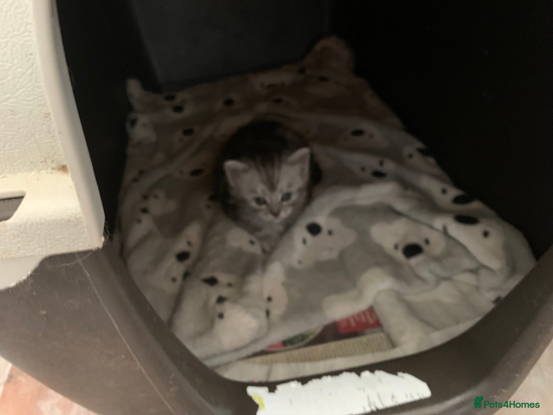 Burmese cats for sale: Burmese xBritish Kittens  - Image 8