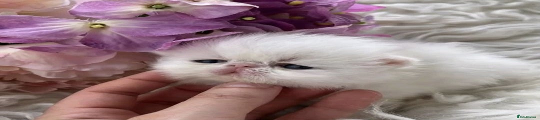 Persian Kitten 3