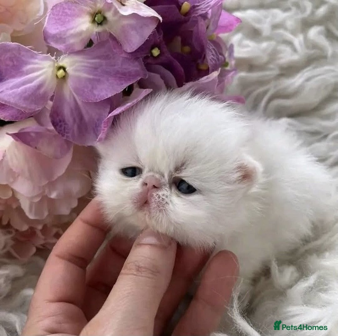 Persian cats for sale: GCCF Registered Persian Pedigree  Kittens - Image 8