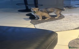 Mixed Breed dogs for sale: Beautiful healthy whippet  x Bedlington - Image 9