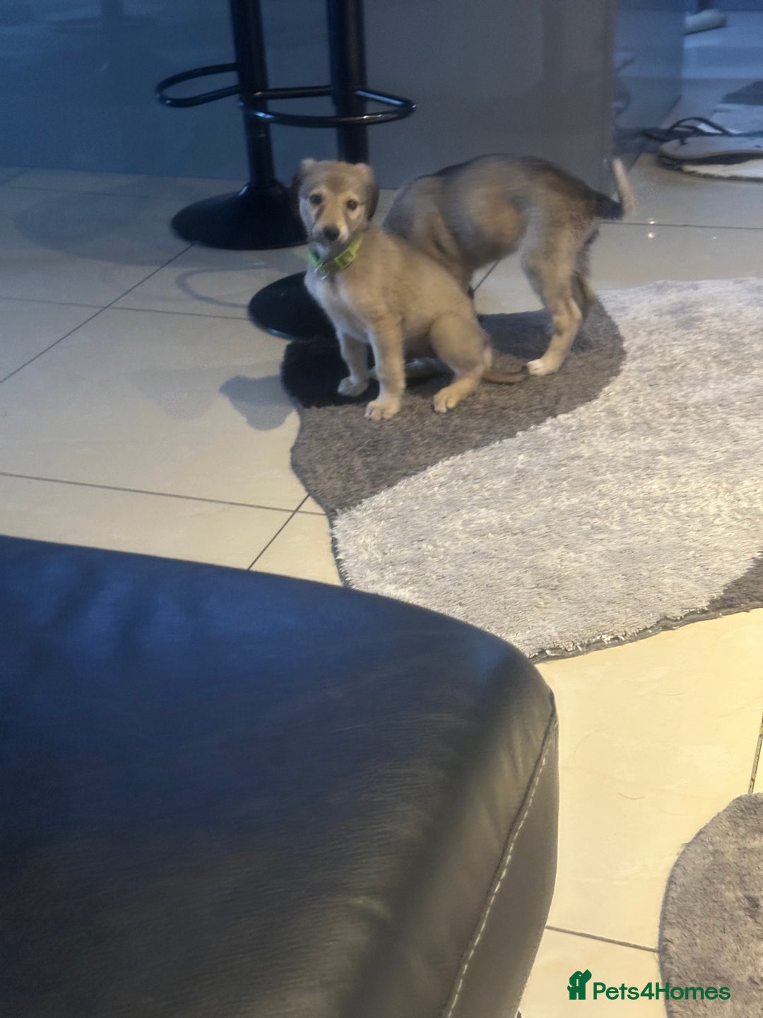 Mixed Breed dogs for sale: Beautiful healthy whippet  x Bedlington - Image 9