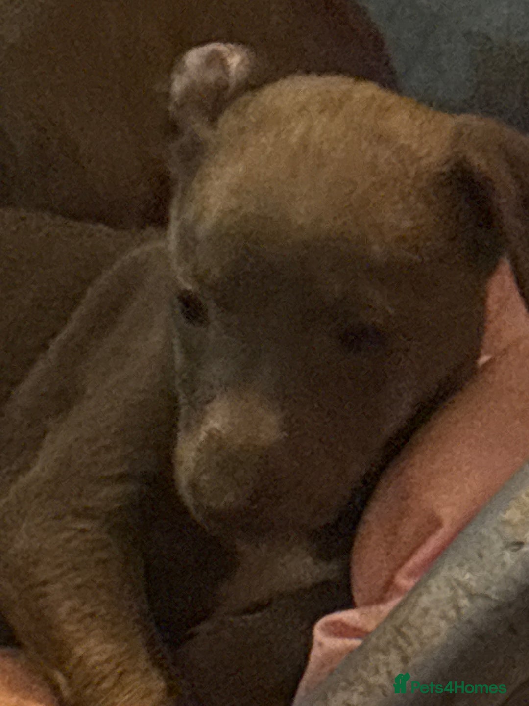 Whippet dogs for sale: Beautiful KC Whippet puppies  - Image 4