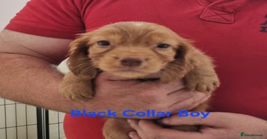 Cocker Spaniel dogs - Advert 16