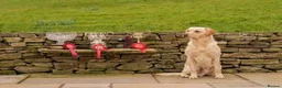 Labrador Retriever dogs for sale: Quality FTCH Sired Pup in Rotherham - Advert 6