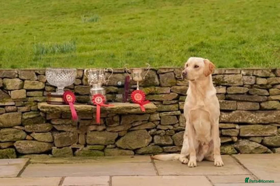 Labrador Retriever dogs for sale: Quality FTCH Sired Pup in Rotherham - Advert 6