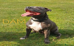 Staffordshire Bull Terrier dogs for sale: KC Registered Champions Bloodline Show Quality  - Image 25