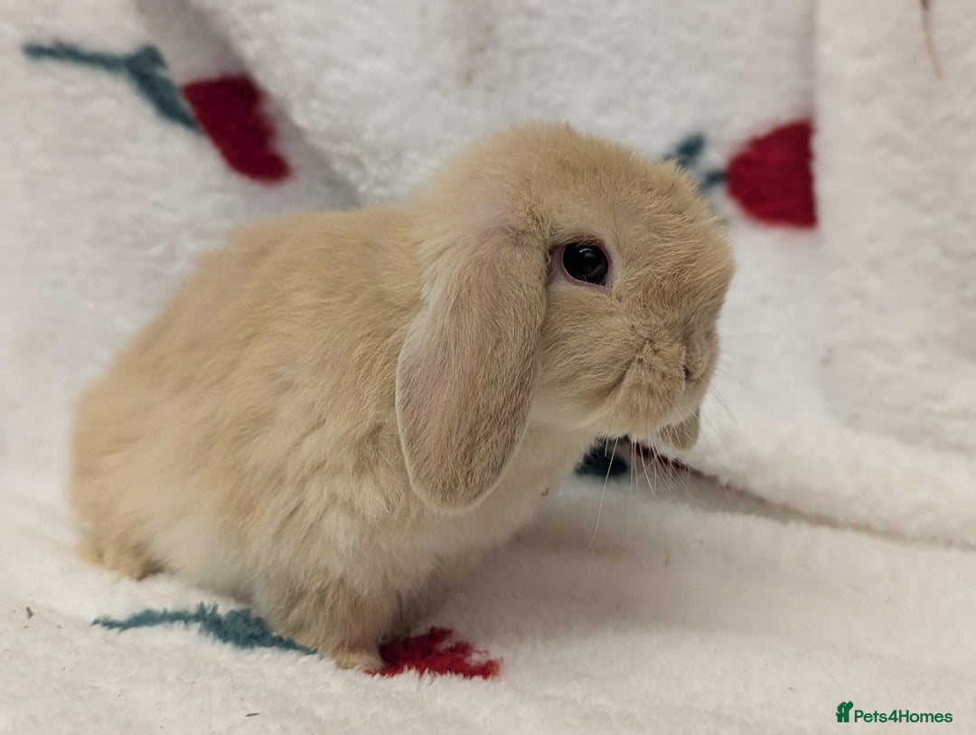 Mini Lop rabbits for sale: 2 beautiful male minilops  - Advert 2