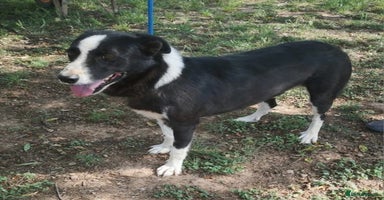 Mixed Breed dogs in Hengoed - Advert 1