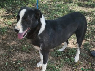 Mixed Breed dogs in Hengoed - Advert 17