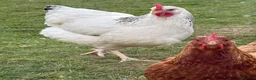 Chickens poultry for sale: Chickens for sale - Advert 12