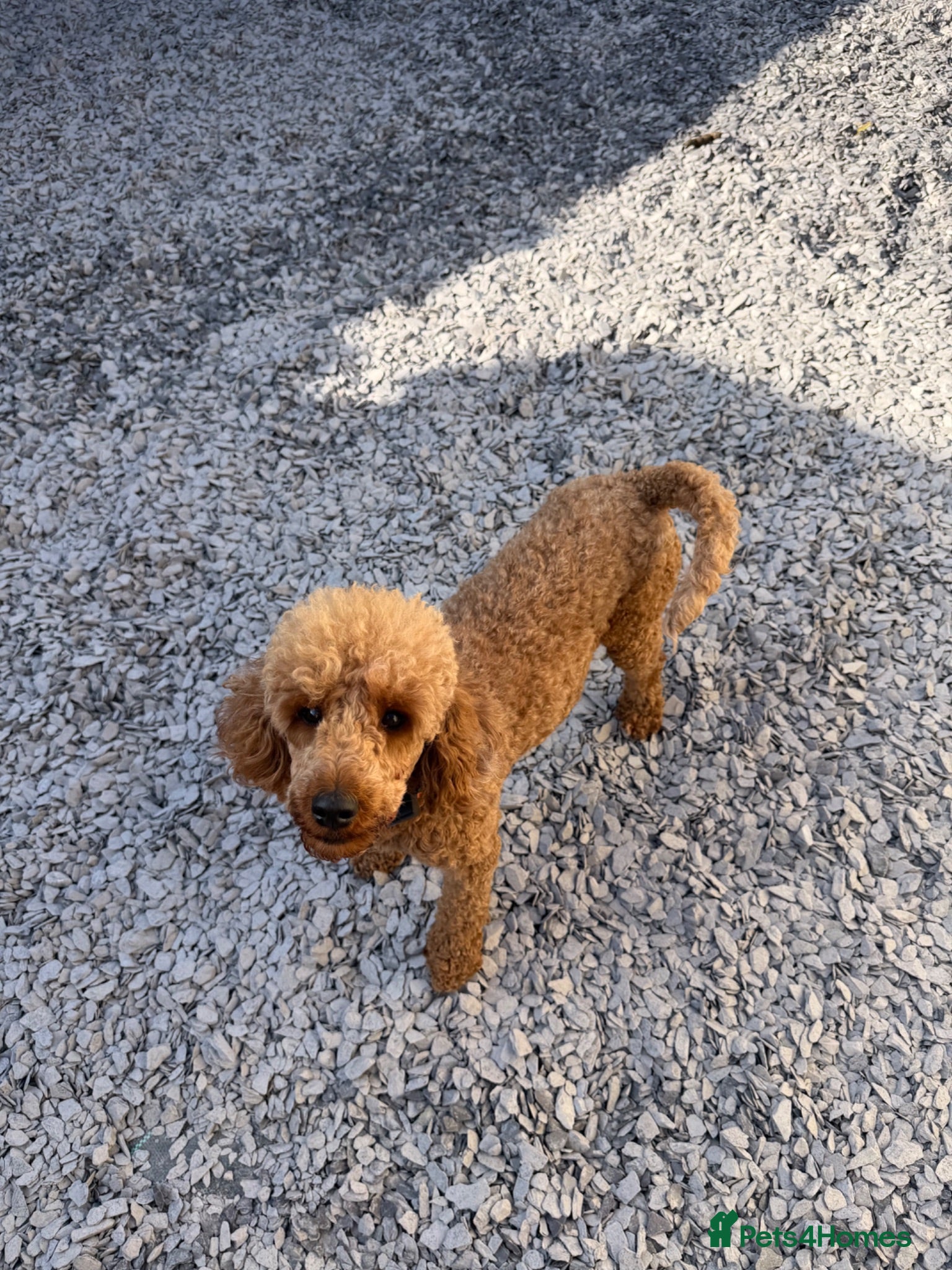 Miniature Poodle dogs Rehoming due to ill health - Advert 3