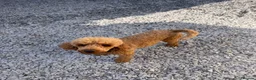 Miniature Poodle dogs for sale: Rehoming due to ill health in Caernarfon - Advert 1