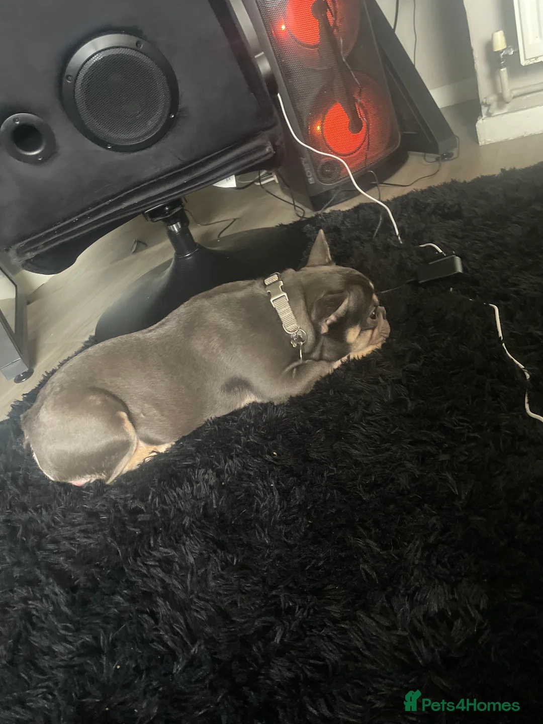 French Bulldog dogs for sale: (Gucci) 9 month old French Bulldog  - Advert 4