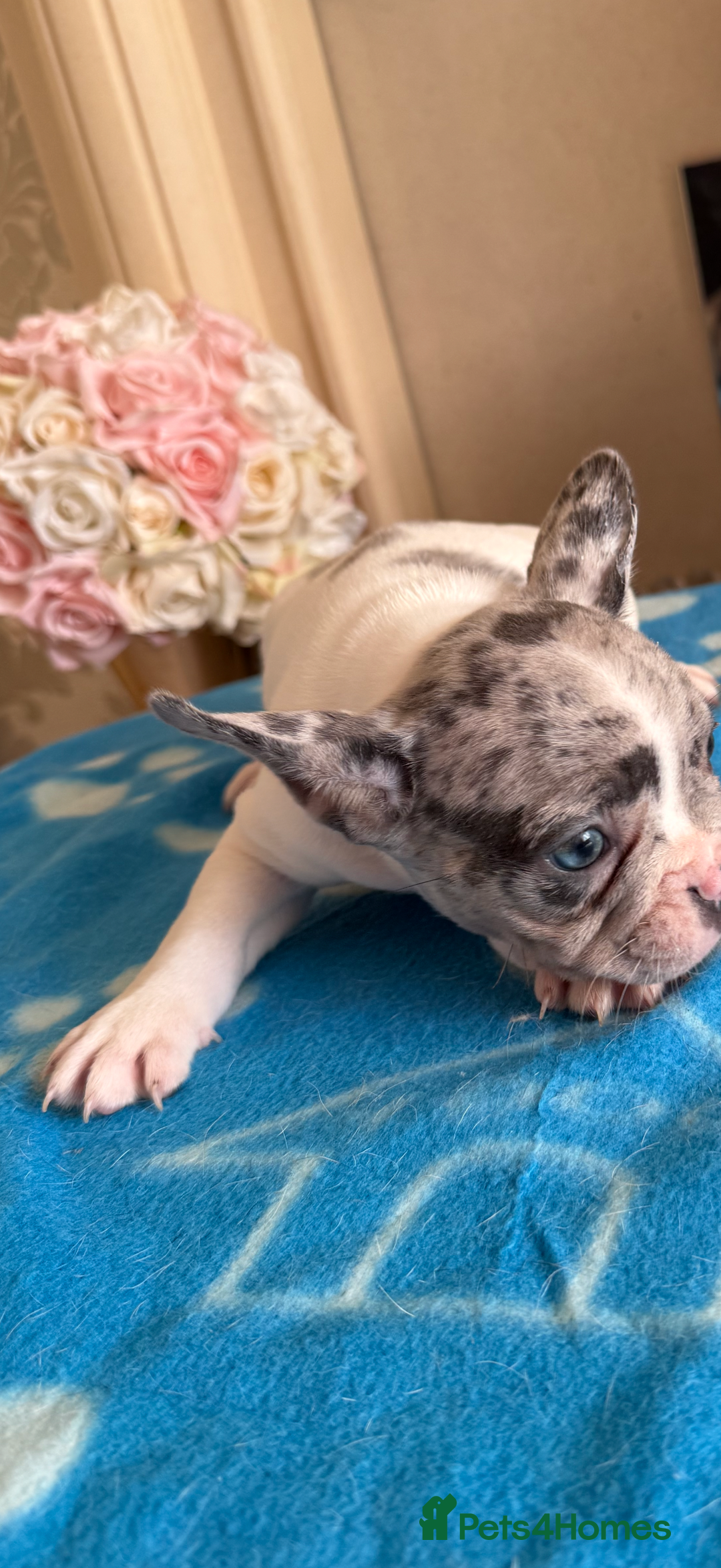 French Bulldog dogs for sale: French Bulldog Puppies 3 Male 4 Female  - Image 9