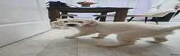 Golden Retriever dogs for sale: Golden retriever male pedigree 7 months old in Derby - Advert 21