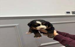 Bernese Mountain Dog dogs for sale: Beautiful Bernese Mountain Dog Puppies for Sale 🐾 - Image 12