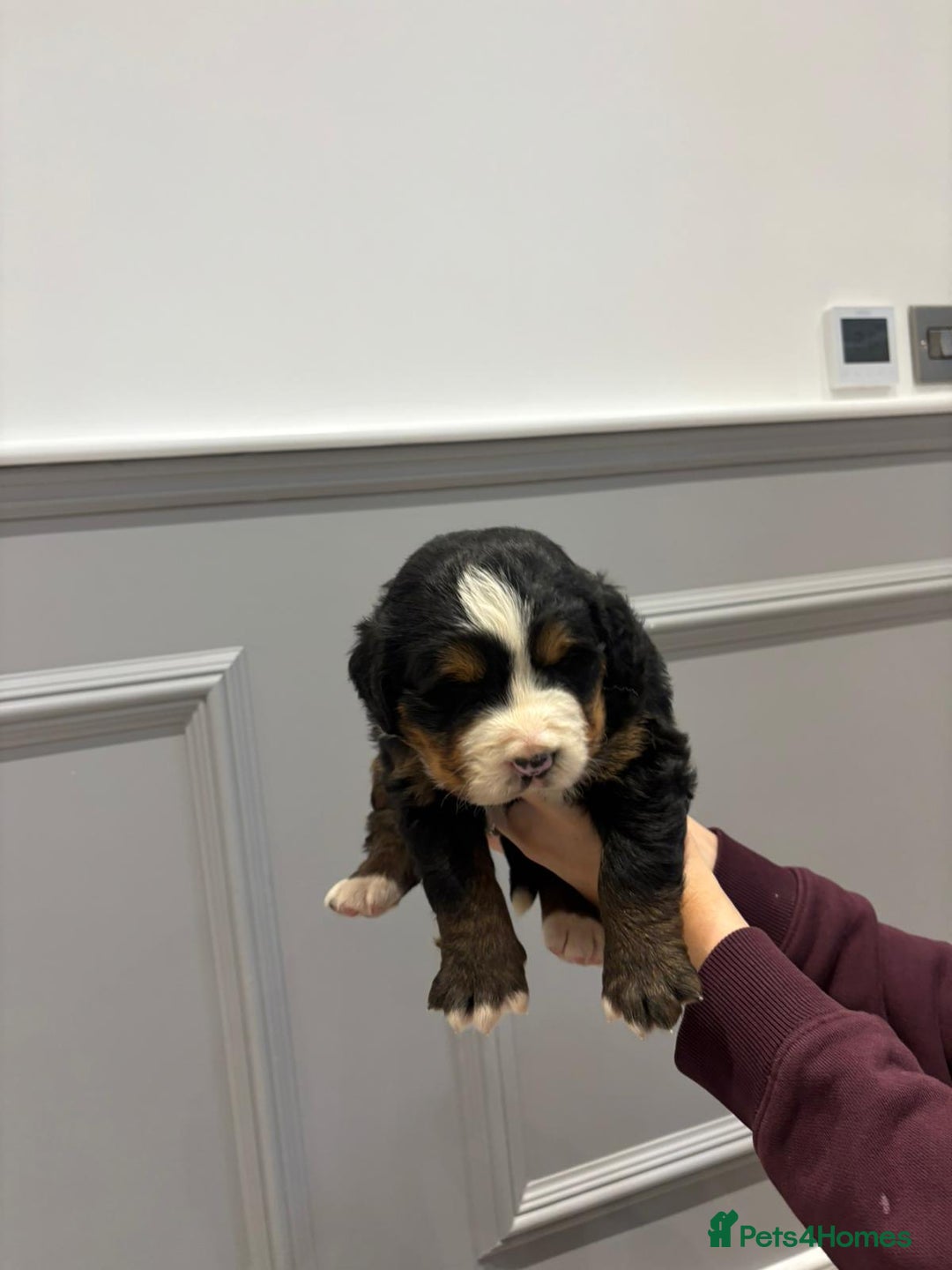 Bernese Mountain Dog dogs for sale: Beautiful Bernese Mountain Dog Puppies for Sale 🐾 - Image 12