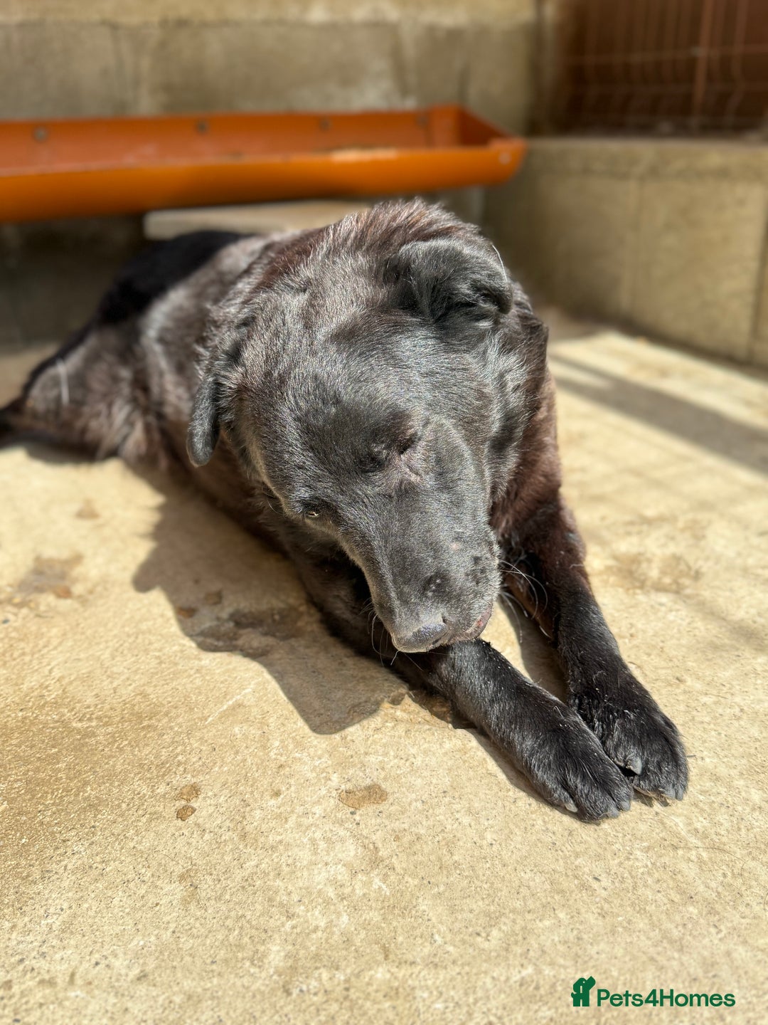 Mixed Breed dogs for adoption: Dragos 💙 - Advert 5