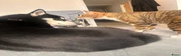 Mixed Breed cats for sale: All cats  **   in Bury - Advert 4