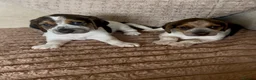 Beagle dogs for sale: Health tested beagle puppies  - Advert 3