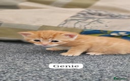 Domestic Shorthair cats for sale: Beautiful Family Friendly Tabby's - Image 4