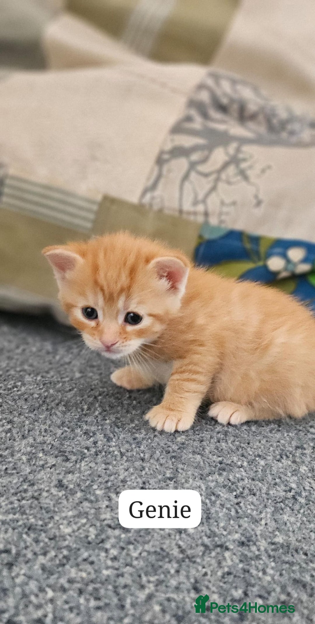 Domestic Shorthair cats for sale: Beautiful Family Friendly Tabby's - Image 4