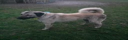 Anatolian Shepherd dogs for sale: 2YearOld Livestock Guardian Dog Working/Rural Home - Advert 8