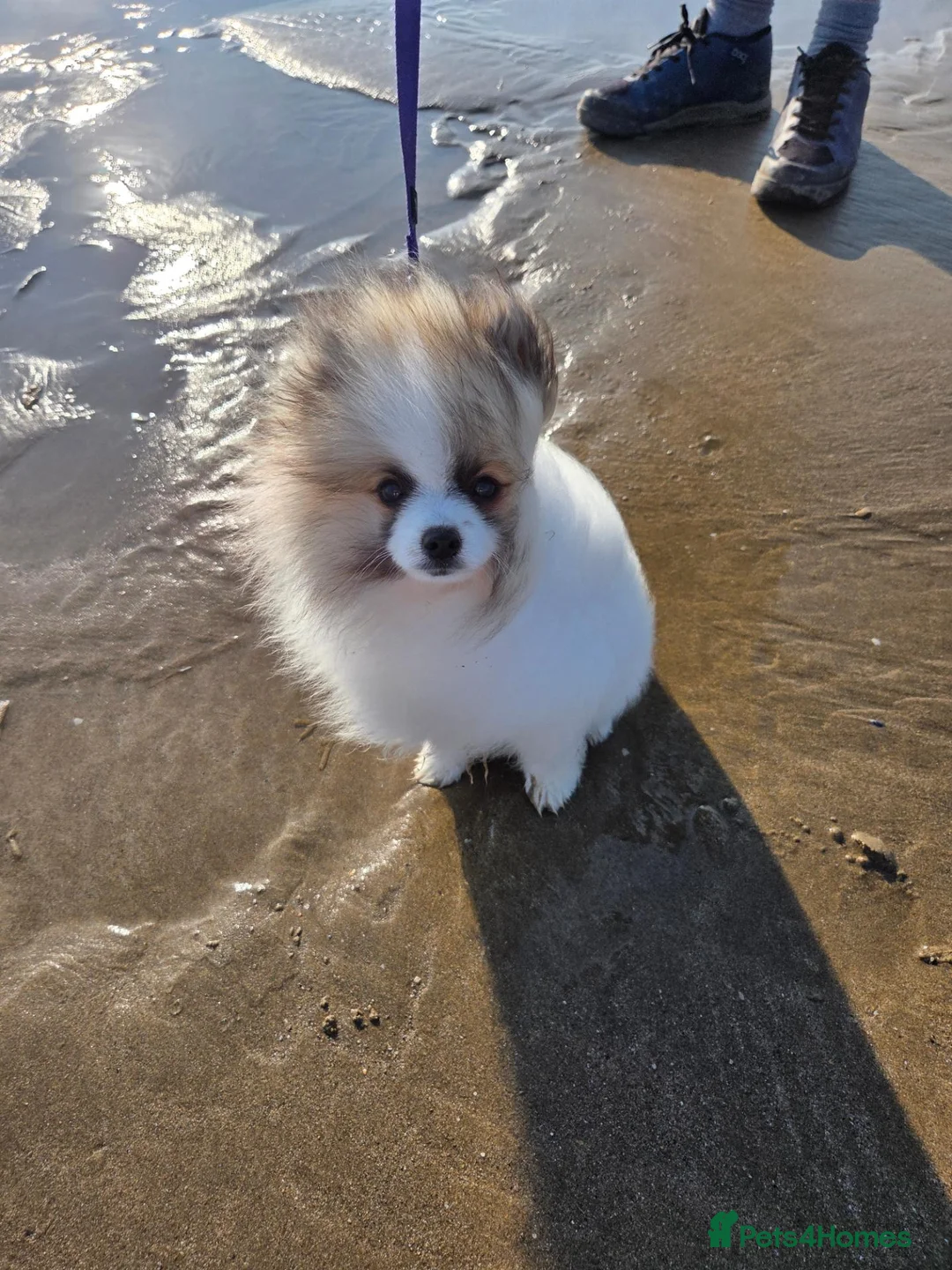 Pomeranian dogs for sale: Pomeranian 6 month old puppy in Haverfordwest - Advert 5