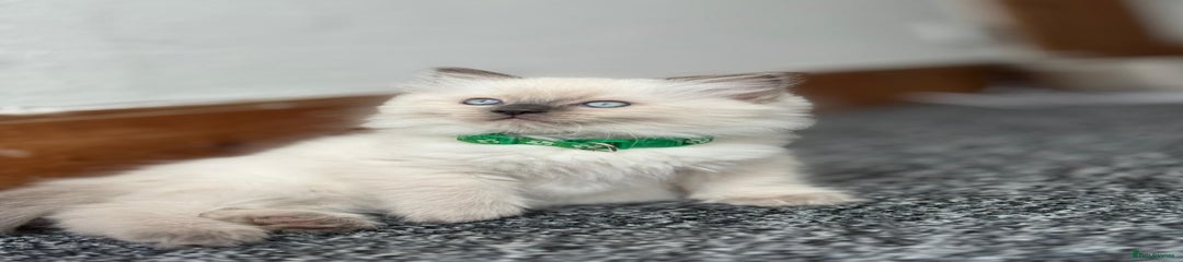 Ragdoll Kitten 2