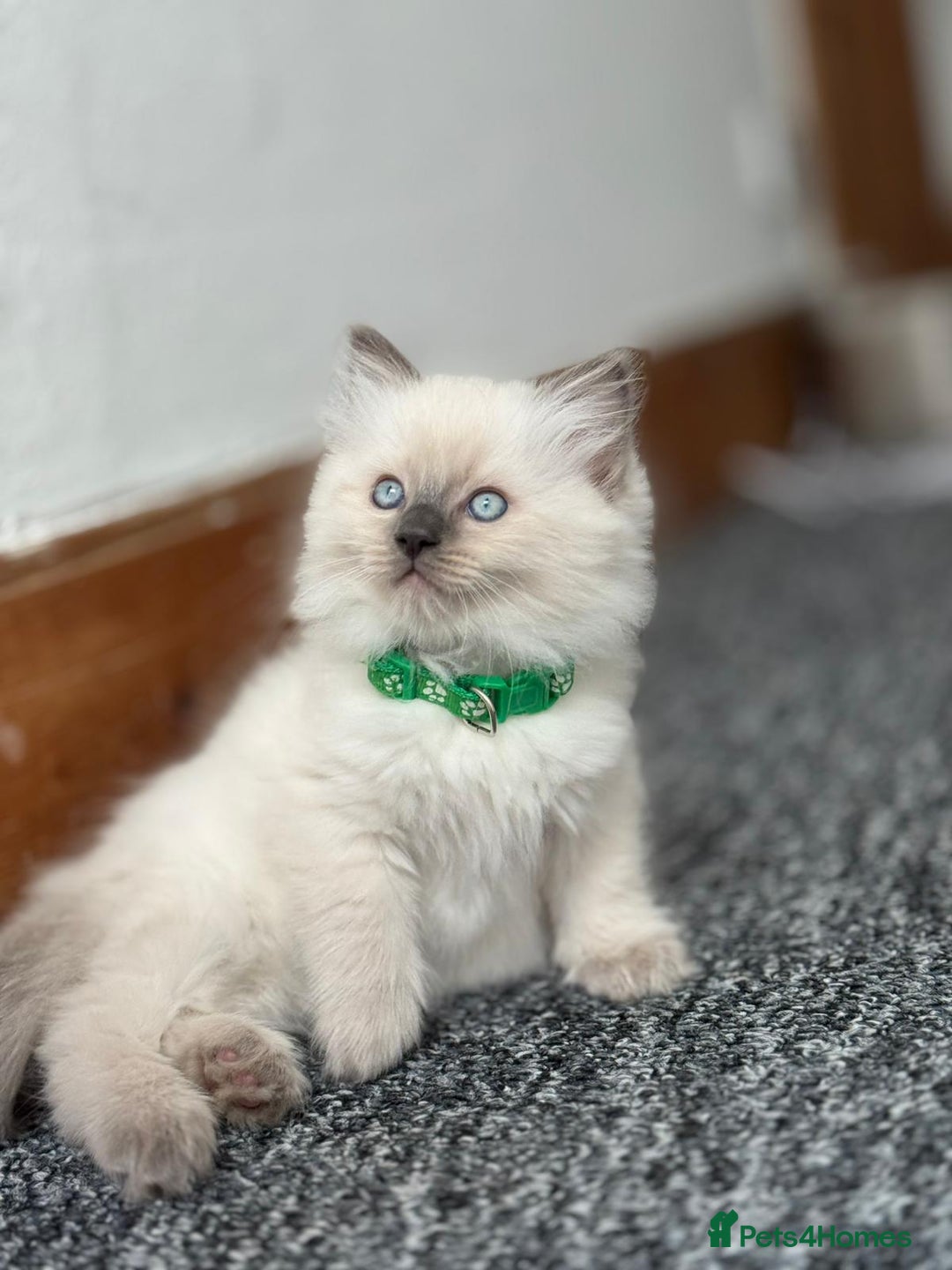 Ragdoll cats for sale: 🐾 Beautiful Blue Point Ragdoll Kittens 🐾 - Image 16