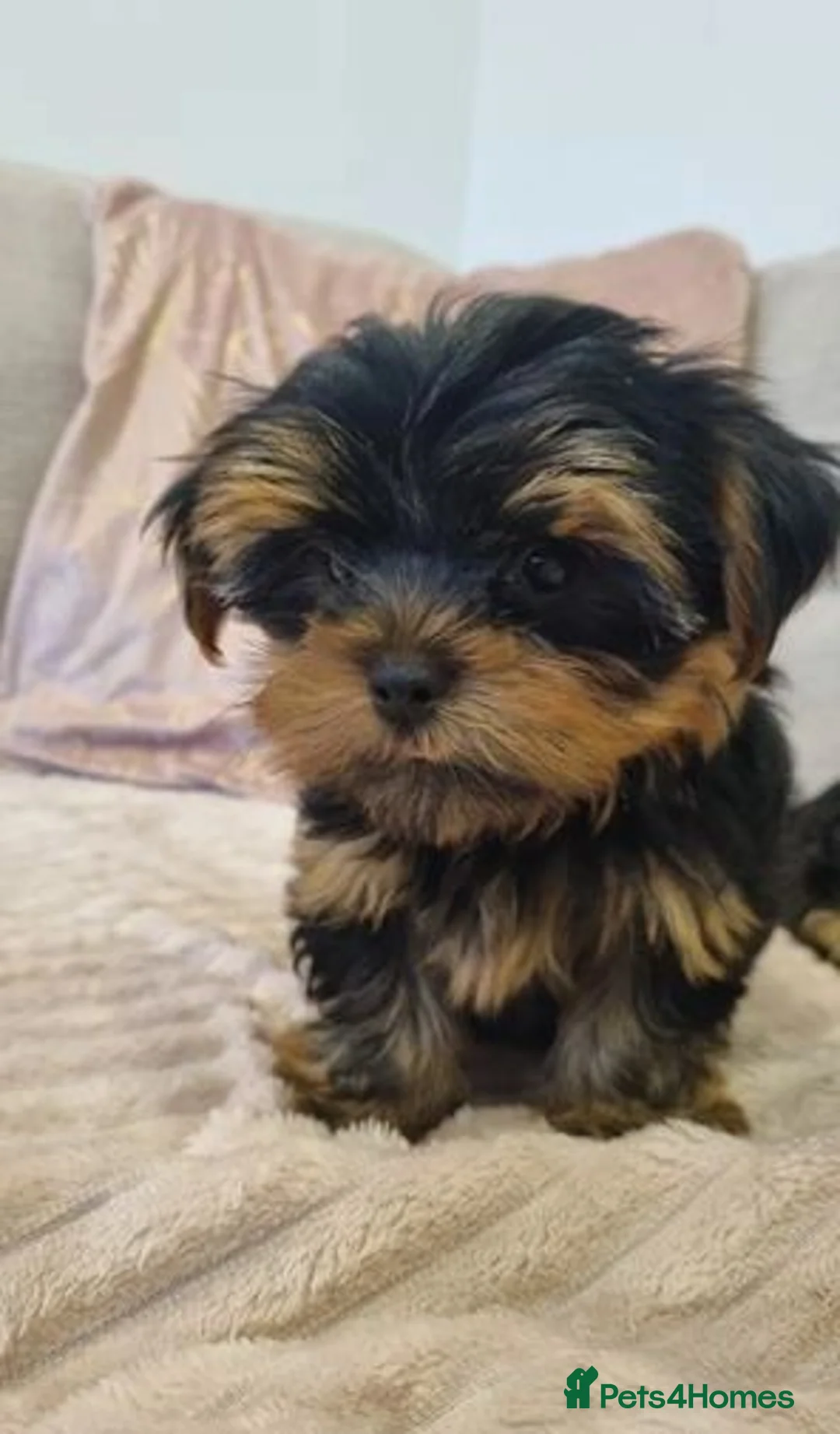 Yorkshire Terrier dogs for sale: Yorkshire Terrier puppies for sale in Hounslow - Advert 3
