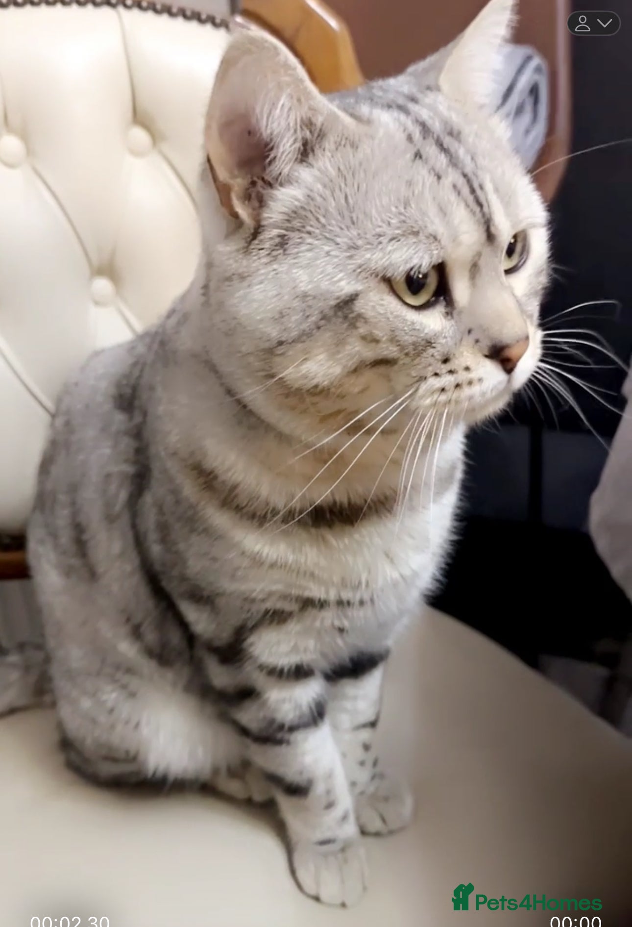 Mixed Breed cats Rare Silver Bengal x British Shorthair Boy  - Advert 1