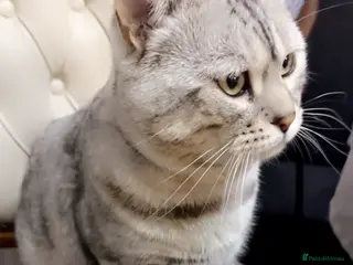 Mixed Breed cats Rare Silver Bengal x British Shorthair Boy - Advert 2