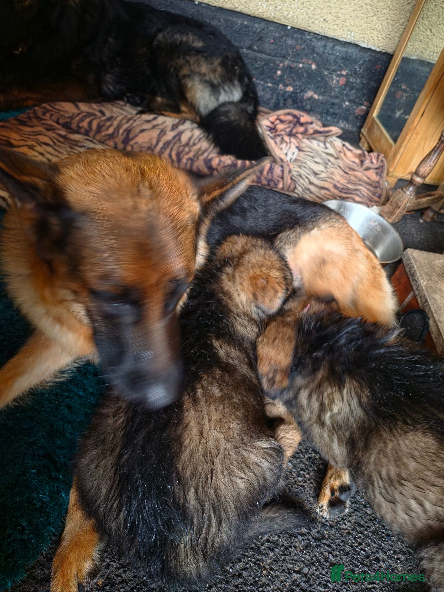 German Shepherd dogs German shepher pup - Advert 2