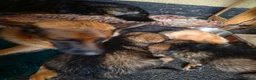 German Shepherd dogs for sale: German shepher pup - Advert 1