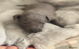Whippet dogs for sale: Solid Blue KC Whippet Puppies - Image 2