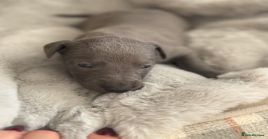 Whippet dogs - Advert 8