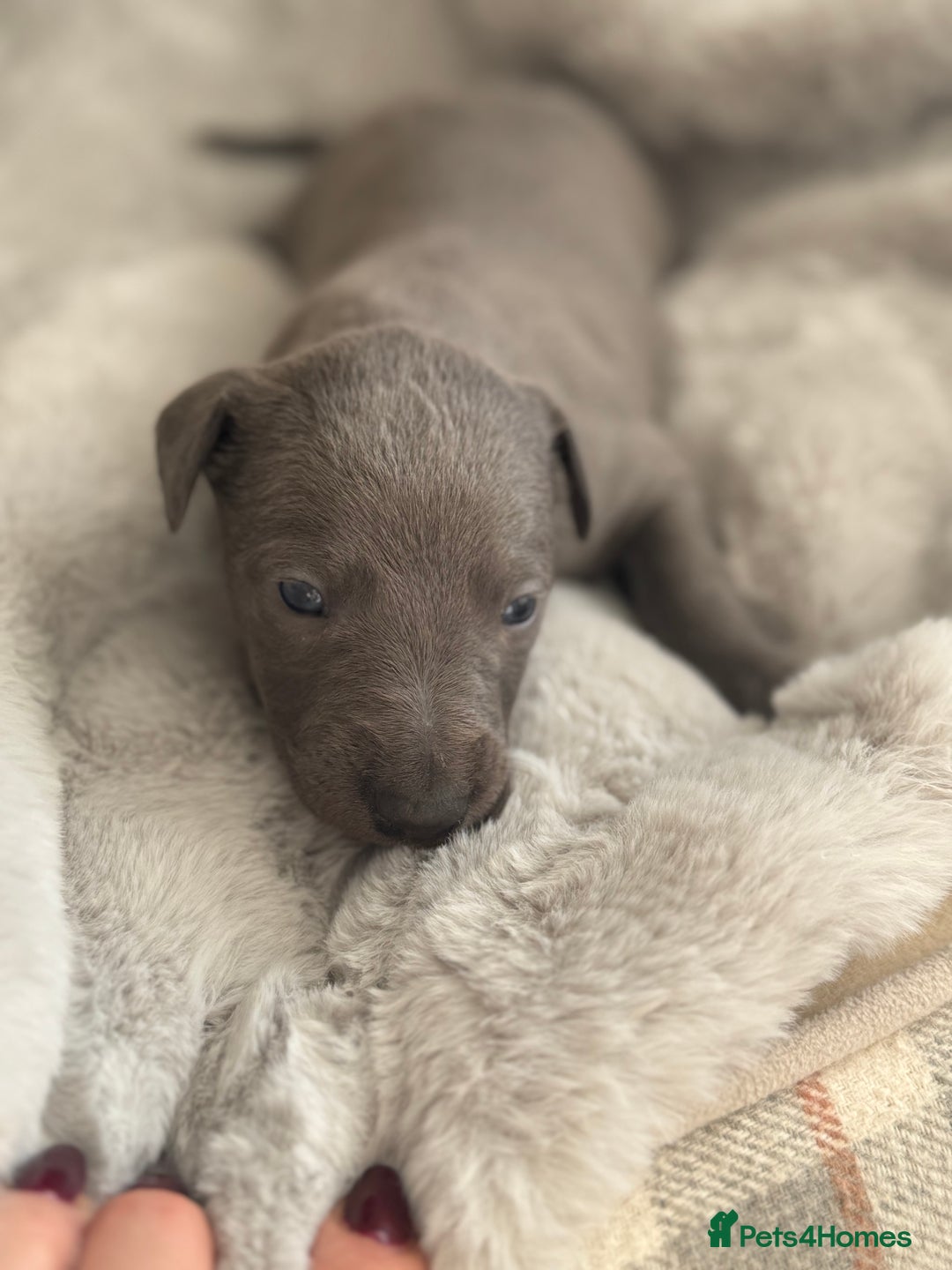 Whippet dogs for sale: Solid Blue KC Whippet Puppies - Image 2