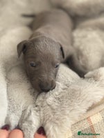 Whippet dogs - Advert 11