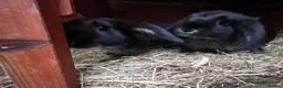 Mixed Breed rabbits for sale: Little black beauties, ready now!  - Advert 5