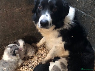 Border Collie dogs Border Collie (Long haired Blue merle) - Advert 4