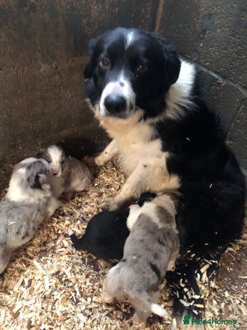 Border Collie dogs Border Collie (Long haired Blue merle) - Advert 1