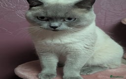 Russian Blue cats for sale: British blue short haired kittens - Image 4