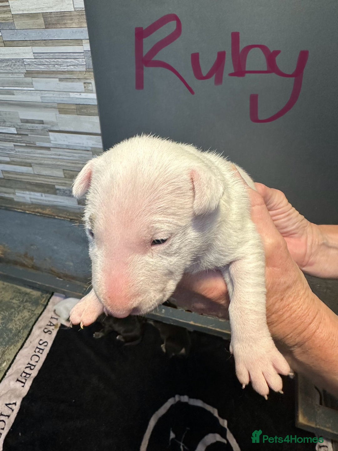 English Bull Terrier dogs for sale: English Bull Terriers Champion Bloodlines  - Image 19