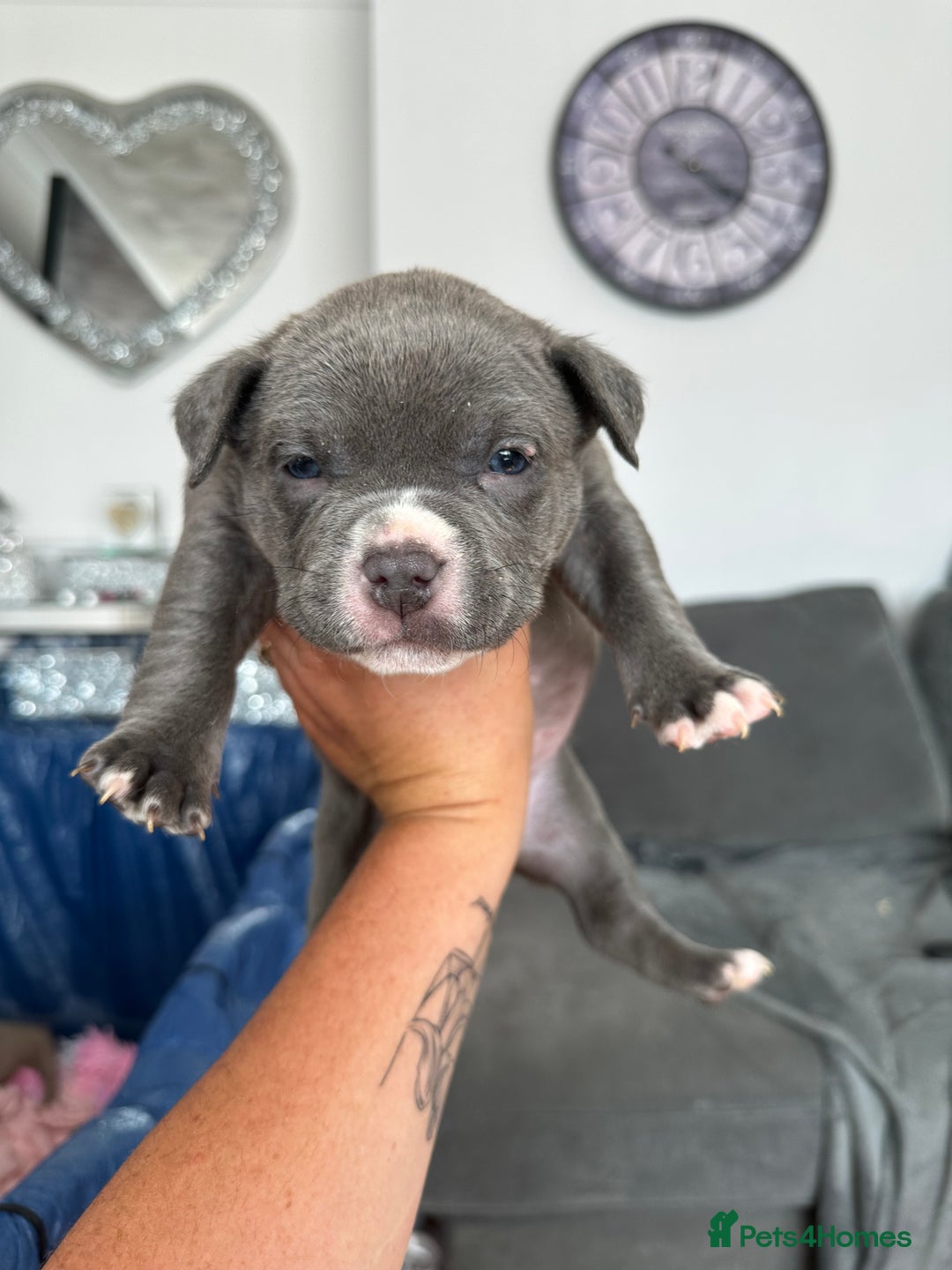 American Bully dogs for sale: ABKC pocket bully - Image 4