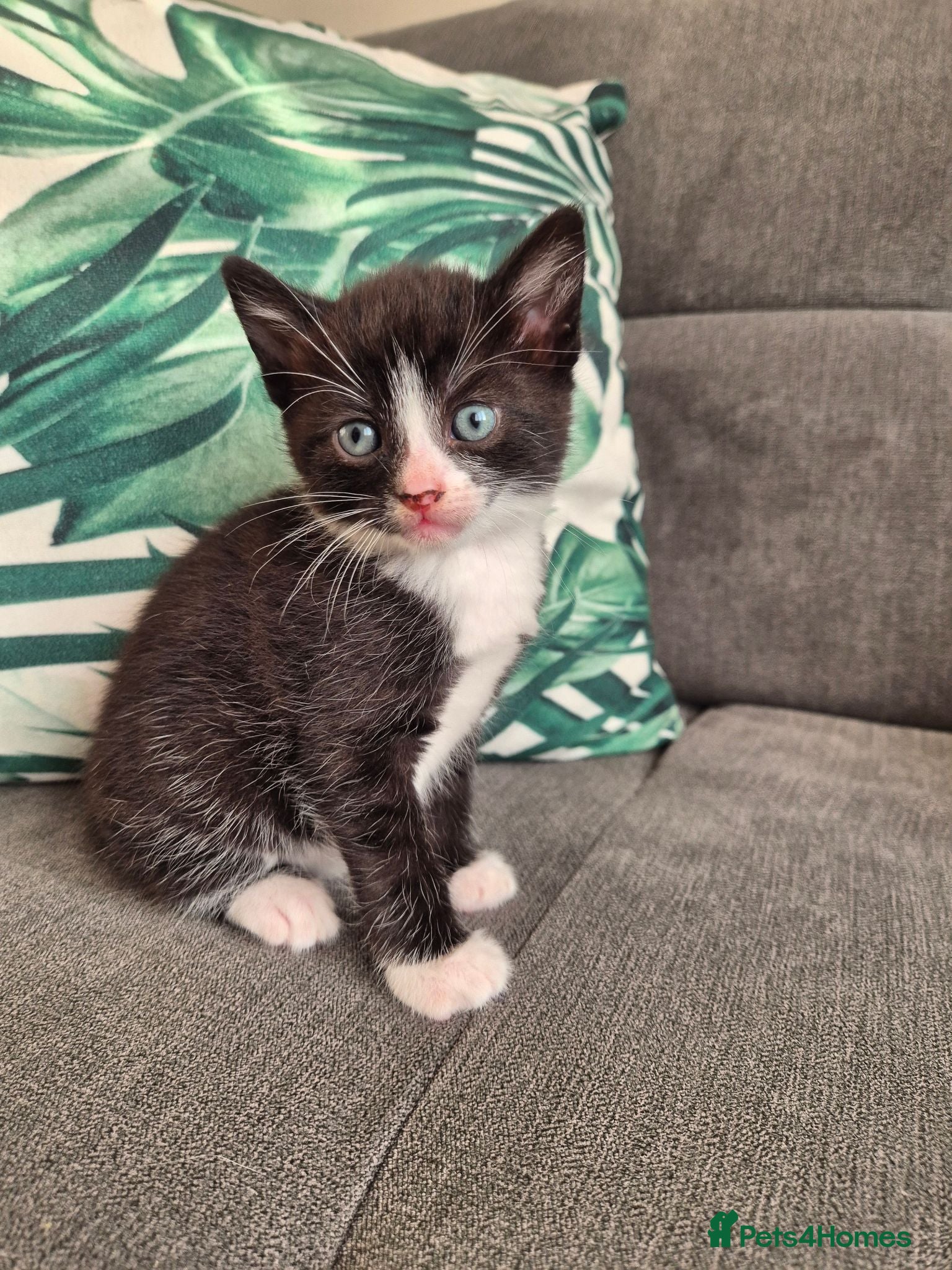 European cats 🐾 Adorable Kittens Looking for Loving Homes - Advert 1