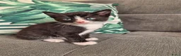 European cats for sale: 🐾AdorableKitten's BoysGirls LookingforLovingHomes - Advert 1