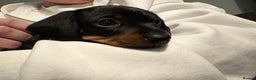 Miniature Dachshund dogs for sale: Gorgeous miniature dachshund puppy’s  - Advert 10
