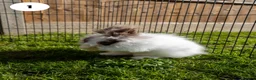 Lionhead rabbits for sale: Lionheads & Minilops - 6 Rabbits Looking for Homes - Advert 6
