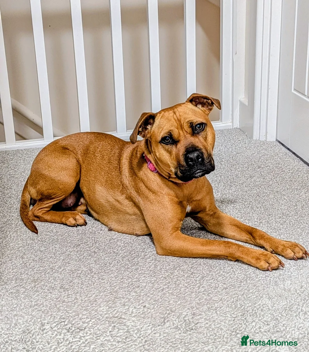 Mixed Breed dogs for sale: Staffy  ** tiff female for sale  in Accrington - Advert 2